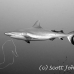 shark_greyreef_kk_h_0705_png1563.jpg